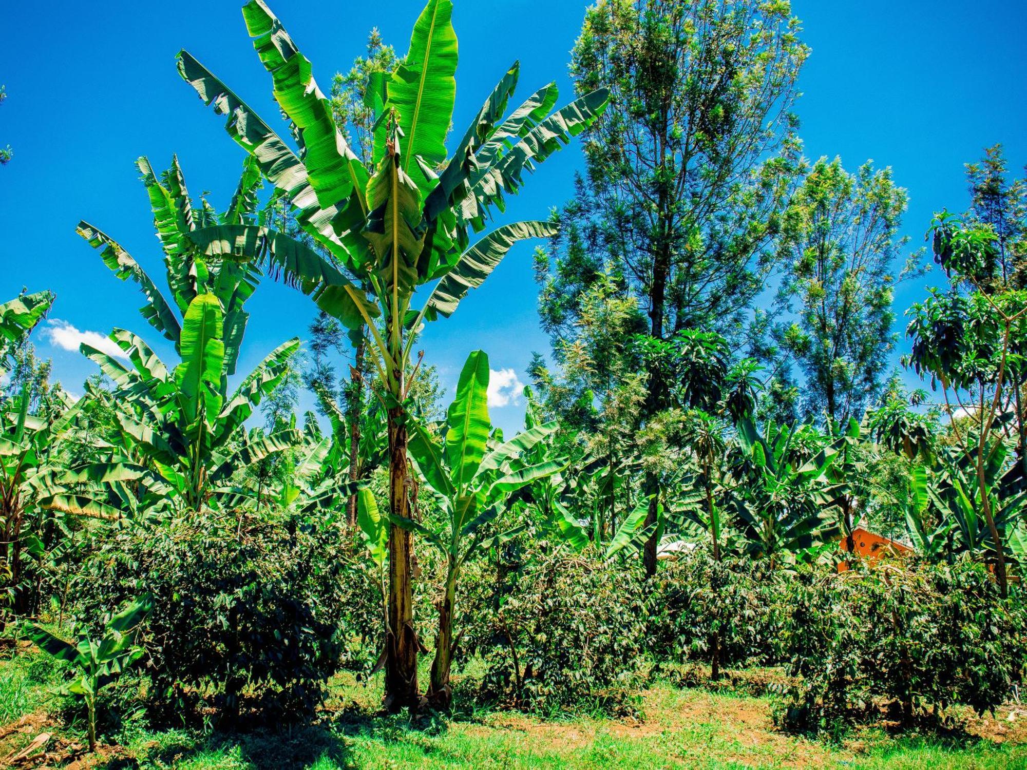 Arusha Jua Home Exteriér fotografie